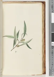 Side 75. Uidentifisert plante
