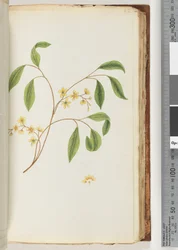 Side 82. Uidentifisert plante