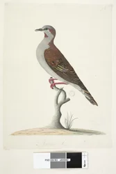 Side 83. Bronsevinget due. nederst i midten i forskjellig hånd Naturlig størrelse Børste Bronzewing Pigeon Phaps elegans, 1791-92