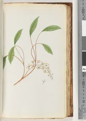 Side 83. Uidentifisert plante