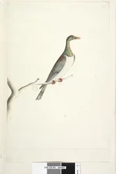 Side 84. Pidgeon of Norfolk Island tegnet etter målestokk 1/2 av naturlig størrelse. Iris tvilende Norfolk Island Pigeon Hemiphaga novaeseelandiae spadicea, 1791–92