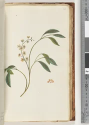 Side 84. Uidentifisert plante