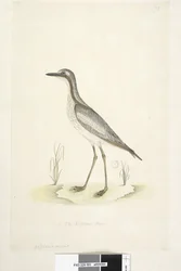 Side 85. Ødiknemus. nederst i midten i annen hånd 1/2 av den naturlige størrelsen Southern Stone, Curlew Burhinus magnirostris, 1791-92