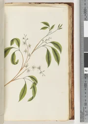 Side 85. Uidentifisert plante