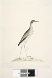 Side 86. En nattfugl. Ødiknemus. langs nedre kant i annen hånd Denne fuglen målt fra spissen av nebben til ytterkanten. av midl. tå 30 tommer Southern Stone, Curlew Burhinus magnirostris, 1791-92