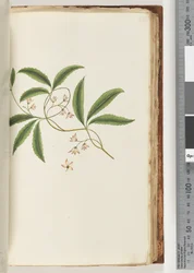 Side 86. Uidentifisert plante