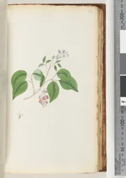 Side 87. Uidentifisert plante