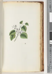 Side 88. Uidentifisert plante