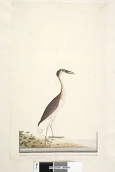 Side 89. Ardea ..?.. Nankeen Night, Heron Nycticorax caledonicus, 1791-92