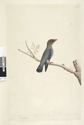 Side 8. Coraciae. langs nedre kant i annen hånd oktober. Redusert til halvparten av størrelsen på fuglen ble tegningen hentet fra Dollar, Bird Eurystomus orientalis, 1791-92