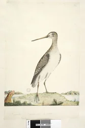 Side 92. Scolopax. over tittel i annen hånd desember. Naturlig størrelse, iris tvilsom japansk snipe Gallinago hardwickii, 1791-92