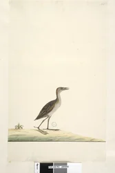 Side 93. Rallus. over tittel i annen hånd august. Naturlig størrelse Marsh Crake Porzana pusilla, 1791-92
