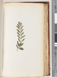 Side 93. Uidentifisert plante