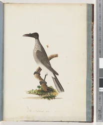 Side 95. Noisy Friarbird. Honeyeater med knott foran