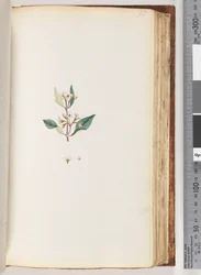 Side 97. Uidentifisert plante