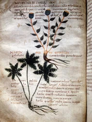 Side av manuskriptet til Apuleius (Lucius Apuleius) (ca. 125-ca. 180), ""De viribus herbarum"", 8. eller 9. århundre. Lucca, regjeringsbiblioteket.
