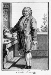 Portrett av Carl Von Linné svensk naturforsker og forfatter (1707 - 1778). Sd. gravering fra 1800-tallet.