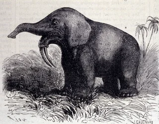 Forhistorie: representasjon av et Dinotherium, type pachyderm.