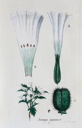 Stikkende eple (datura, vanlig jisongweed)