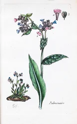 Pulmonal