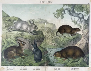 Kanin, bever - i "" Natural History of Pattedyr", red. Schreiber