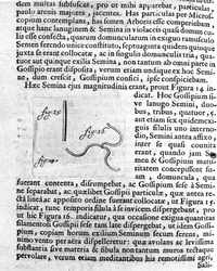 Representasjon av et frukttrefrø Beskrivelse laget av den nederlandske handelsmannen og vitenskapsmannen Antoine van Leeuwenhoek (eller Leeuvenhoek Leeuwenhoeck) (eller Antoni eller Anthonie) (1632-1723). Gravering fra "Investigatio Arcanorum" 1722