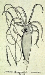 Representasjon av en Architeuthis Harveyi, gigantisk blekksprut.