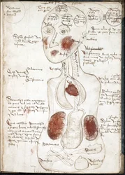 Representasjon av en aristotelisk bevissthetsteori (Fra: De corpore et anima) - Anonym - 1497 - Akvarell på pergament - 22x15,8 - John Rylands universitetsbibliotek