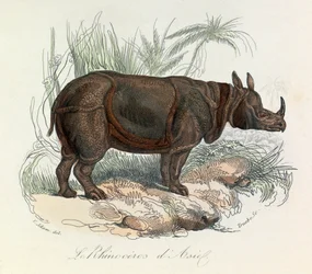 Rhinoceros d#39;Asie klassifisert etter Linnéene-nomenklaturen og Cuvier (gravering)