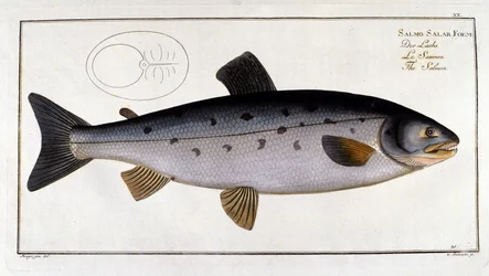 Salmon (Salmo salar) av Marc Elieser Bloch Ichtyologie Paris - Berlin - London 1787.
