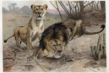 Løven (Panthera leo) - gravering fra "" Brehms dyreliv"" av Alfred Edmund Brehm (1829-1884)