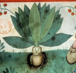 Mandrake. Medisinplante som ofte har blitt tilskrevet ekstraordinære magiske dyder. Detalj av planten. Belysning fra melking av medisin og diett "" Tacuinum sanitatis""
