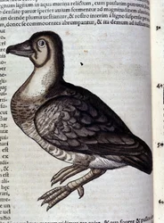 Villgåsen etter Historiae animalium av Konrad Gesner, Tiguri