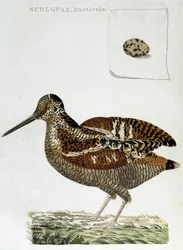 Trefrakk og egg (scolopax rusticola) - gravering