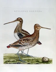 Rugder og egg (Scolopax gallinago) - gravering