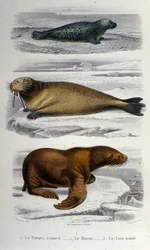 Zoologikart som viser en sel, en hvalross og en sjøløve. 1800-tallet