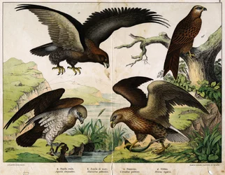 a: Kongeørn (Aquila chrysaëtos), b: Havørn (Haliaëtus albicilla), c: Slangeørn (Circaëtus gallicus), d: Rødglente (Milvus regalis) - i «Fuglenes naturhistorie», utg. Hoepli, Milano.