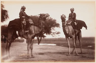 Camel Sowars på treningsleiren i Delhi