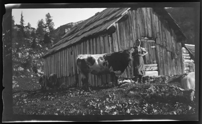 Vorderbachalm (fjellbeite) med alpehytte nær Goessl ved Grundlsjøen