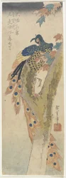 (Peacock on Maple Tree), tidlig på 1800-tallet