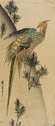 Fasan blant furuskudd