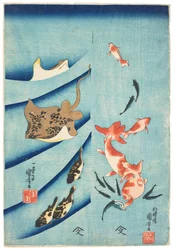 Gullfisk, drapsfisk, piggrokke og kulefisk, ca. 1837 (tresnitt)