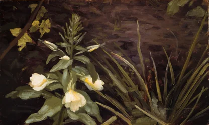 Blomstrende nattlysole
