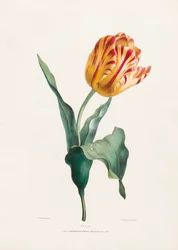 Antikt tulipantrykk av Valentine Bartholomew