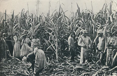 En sukkerrørplantasje, 1916