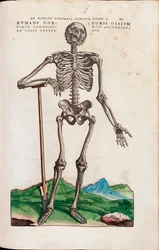 The Bones of the Human Body, illustrasjon fra "The Seven Fabrics of the Human Body" av Andreas Starr