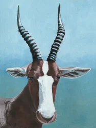 Den afrikanske blesboken ser på