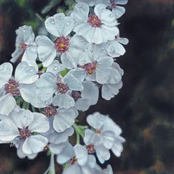 Duggkyssede hvite blomster
