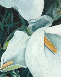 Elegante calla-liljer