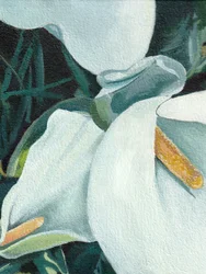 Elegante calla-liljer